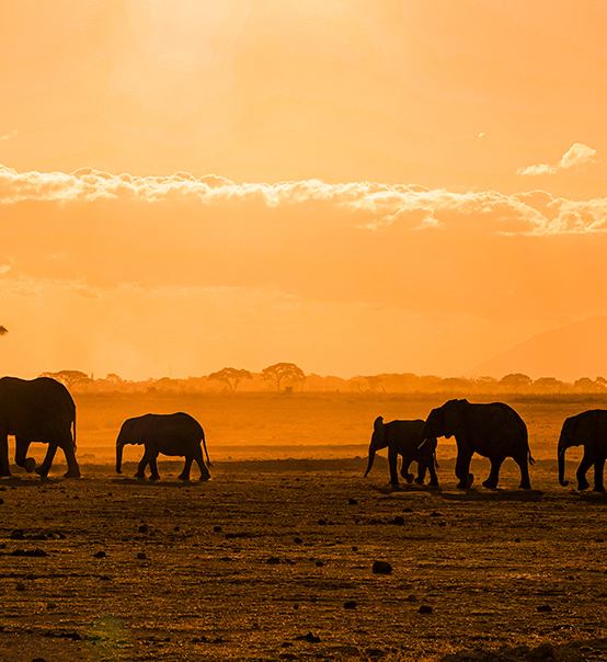 虎力全開，疫情兇猛他去非洲做了什么？